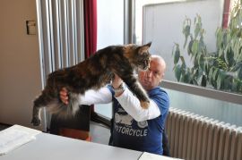 Fiona22.2.15CACIBnr3Foto5