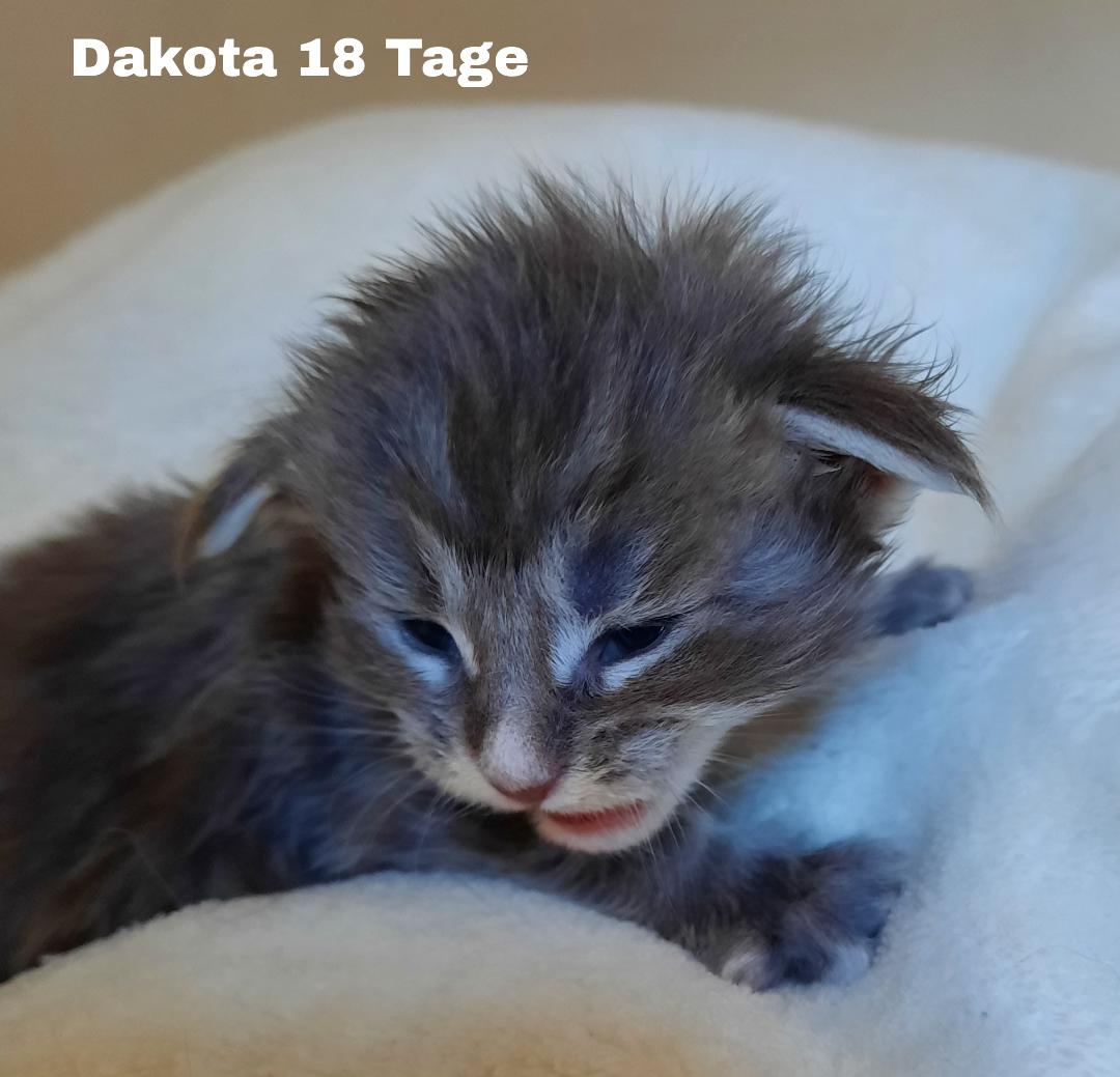 Dakota18T1