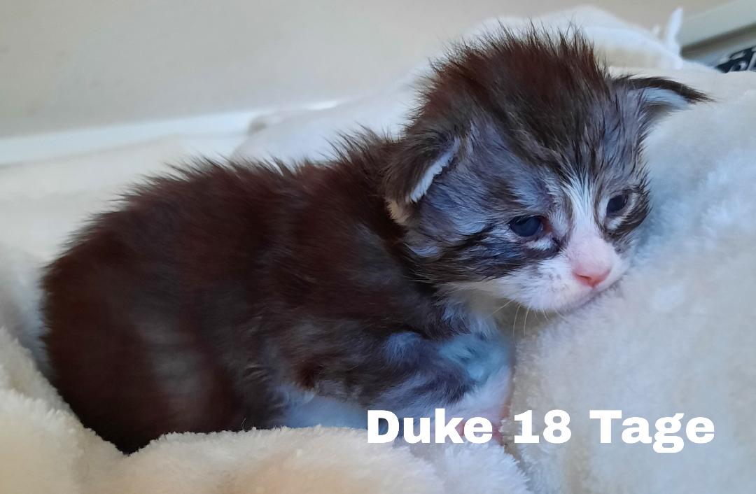 Duke18T1