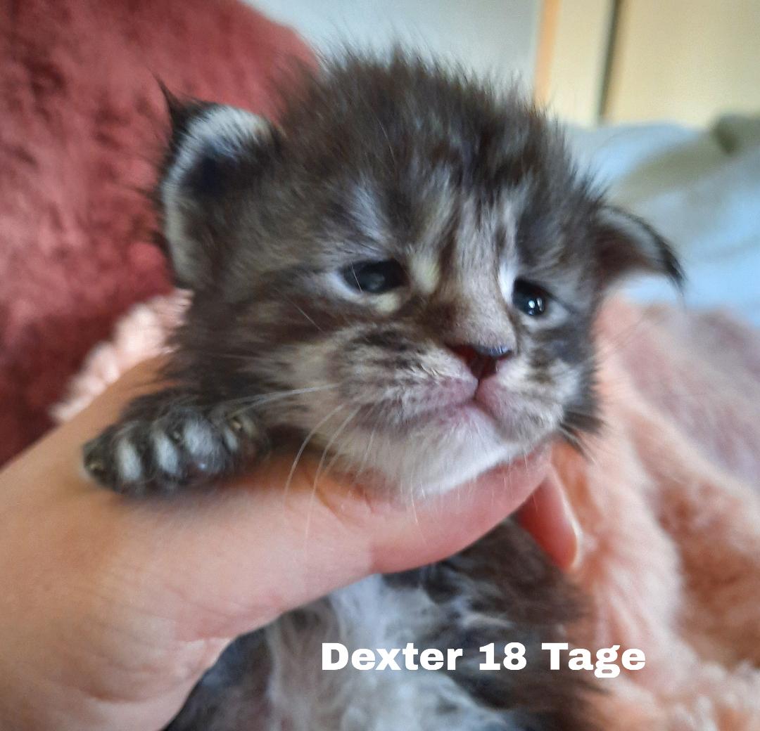 Dexter18T1