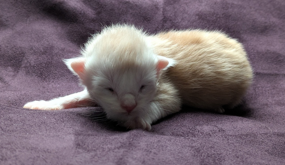 PXL 20251203 122046777.MP