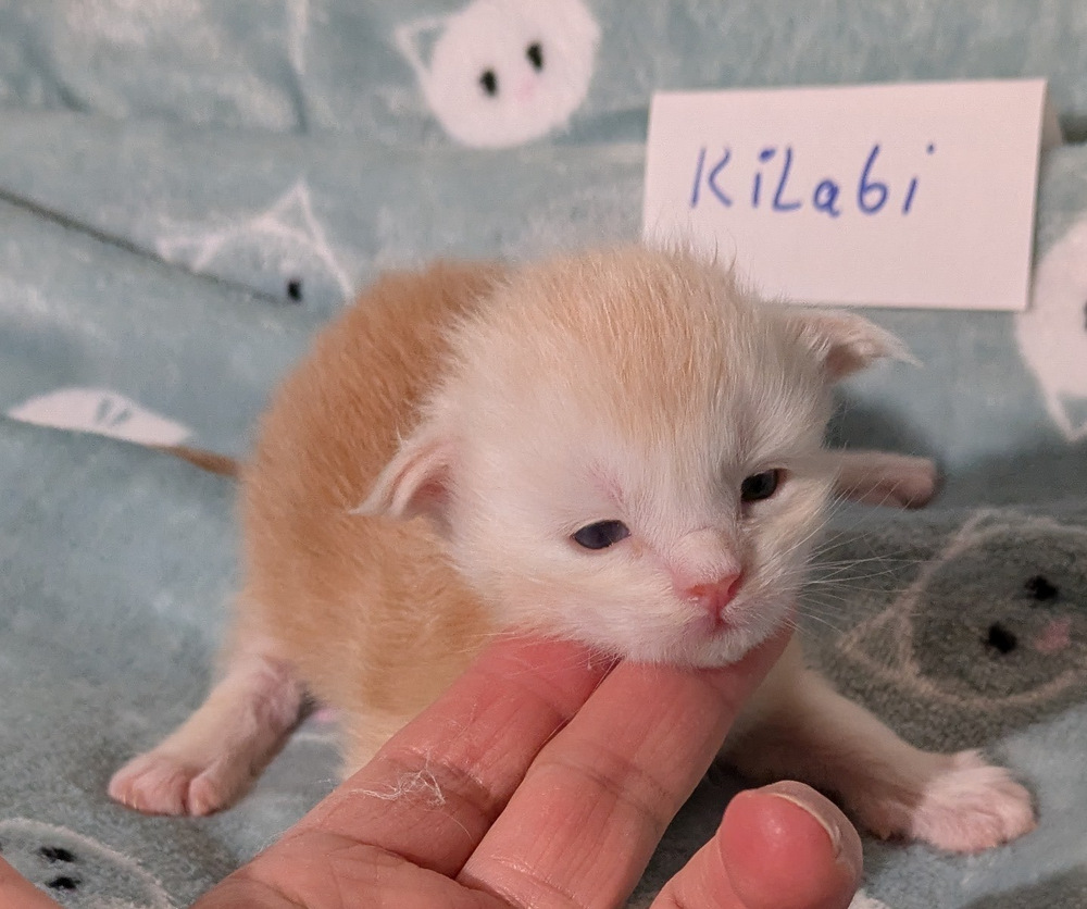 PXL 20251211 161358141