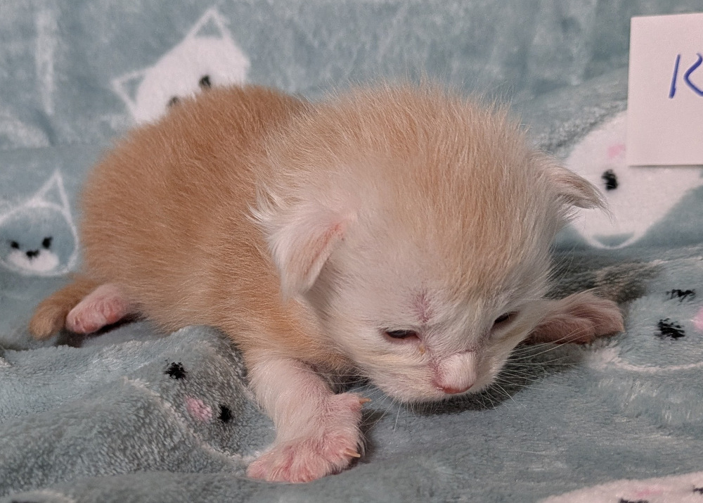 PXL 20251211 161509332