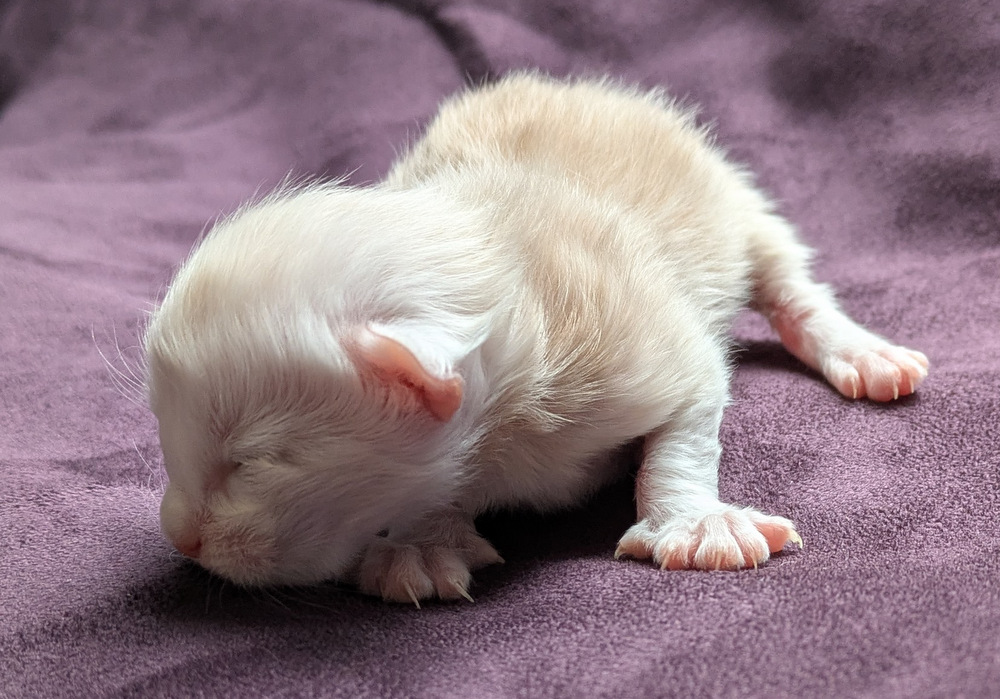 PXL 20251203 122334232.MP