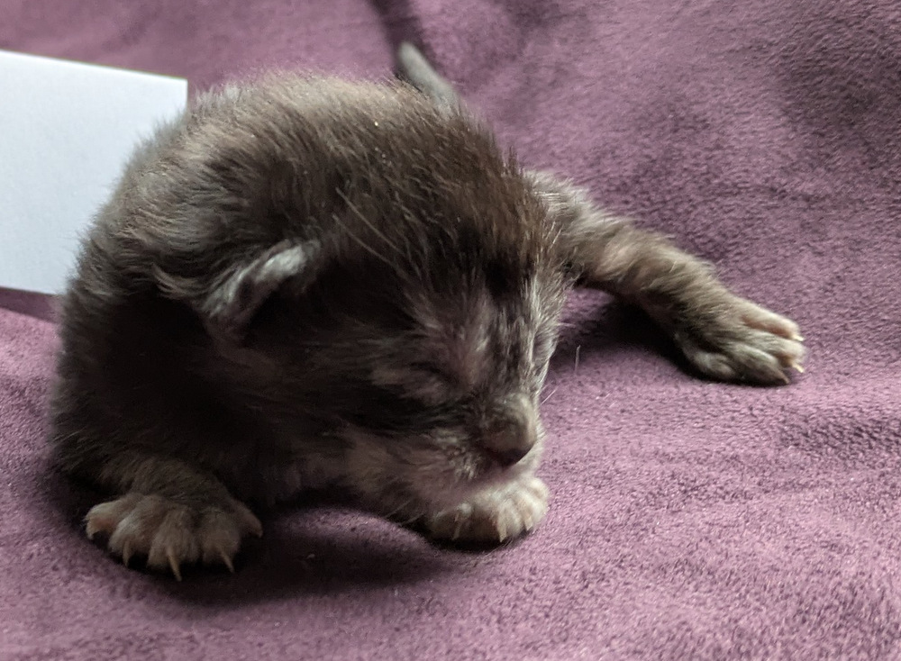 PXL 20251203 122720926.MP