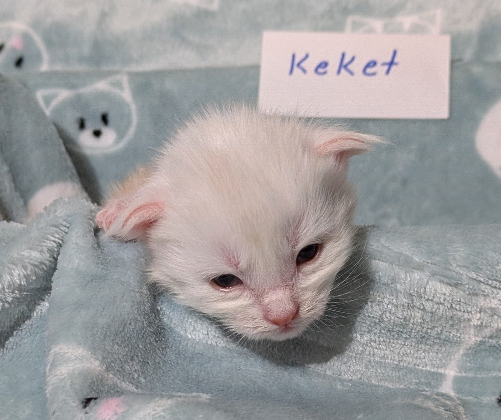 PXL 20251211 160145785.MP