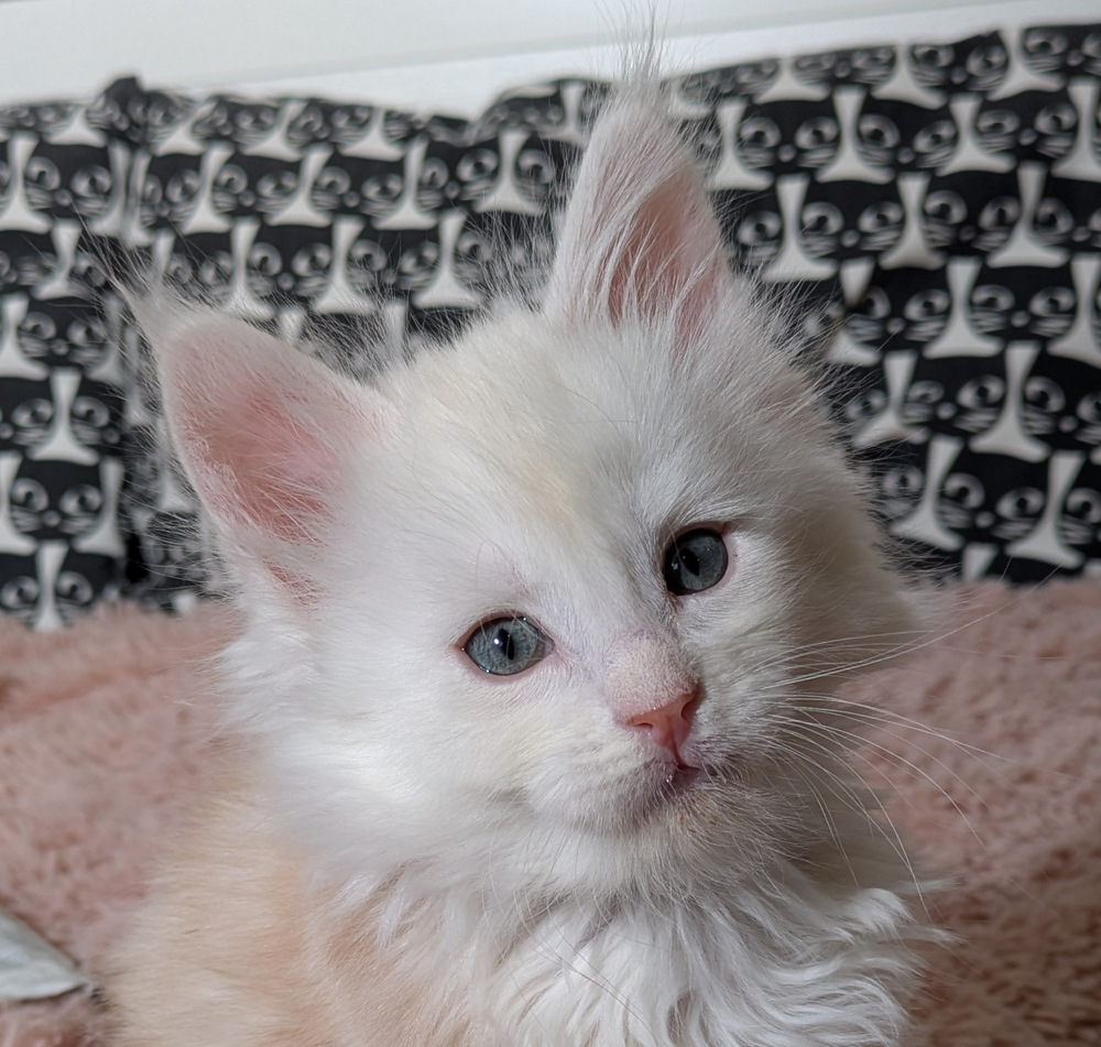 PXL 20260109 115622696.MP