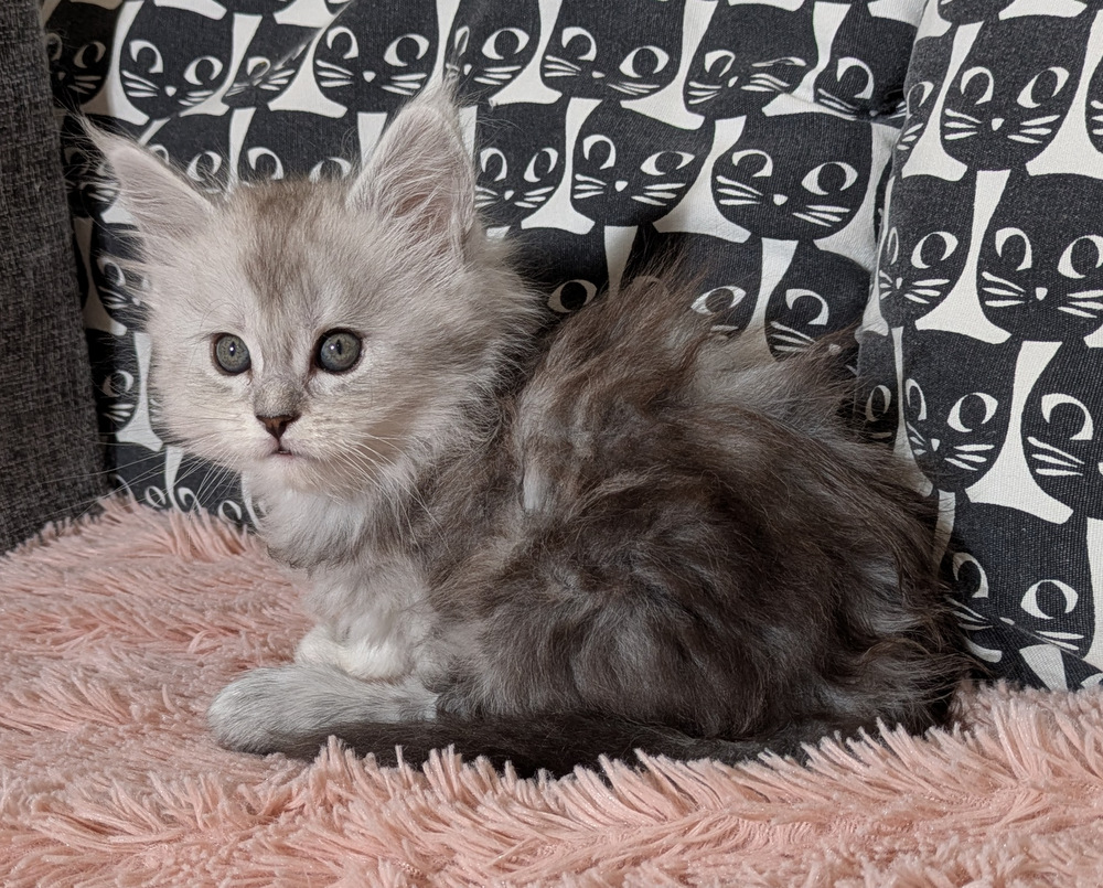 PXL 20260109 121021286.MP