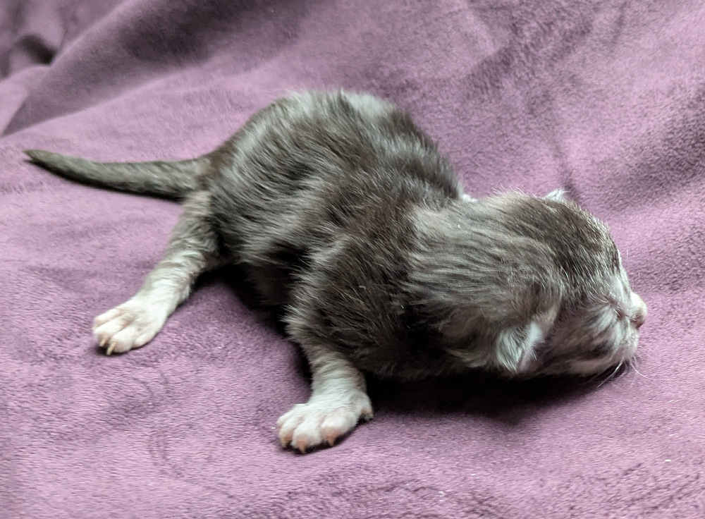 PXL 20251203 123122939.MP