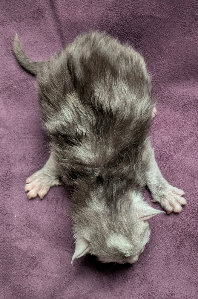 PXL 20251203 123233915.MP