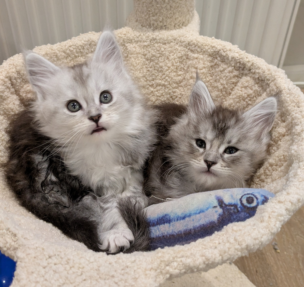 PXL 20260109 093009128.MP