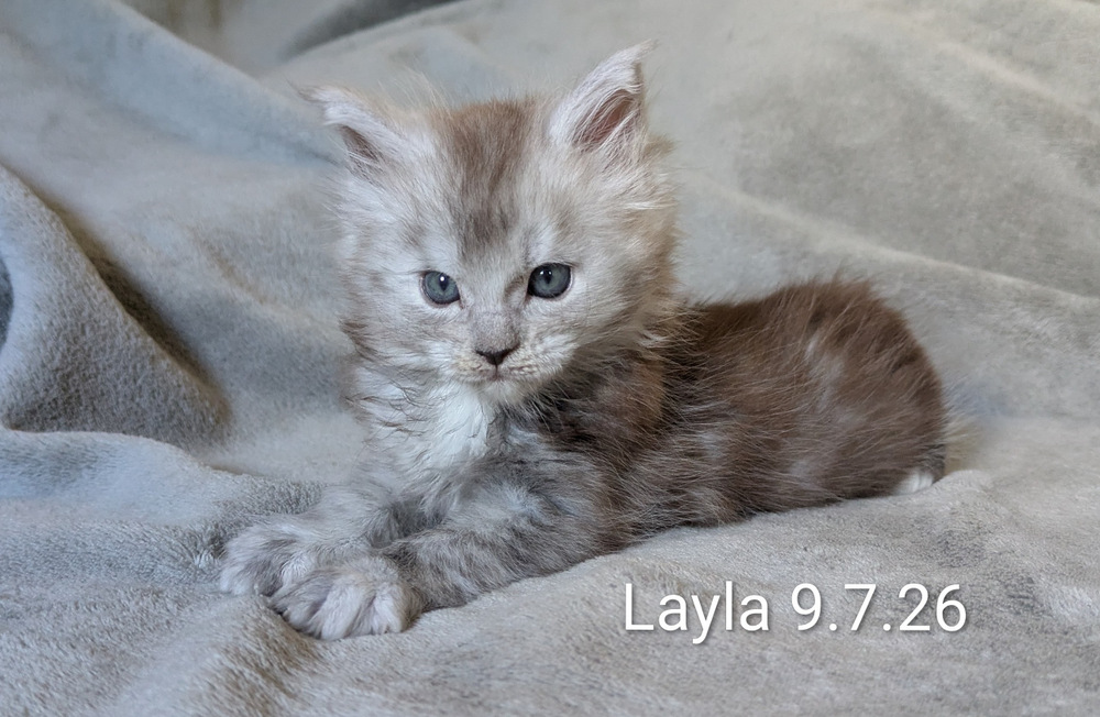 layla9.7