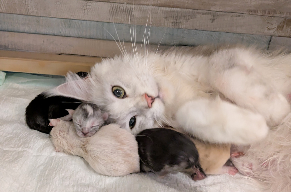 PXL 20251128 082152846.MP