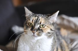 DSC_0323