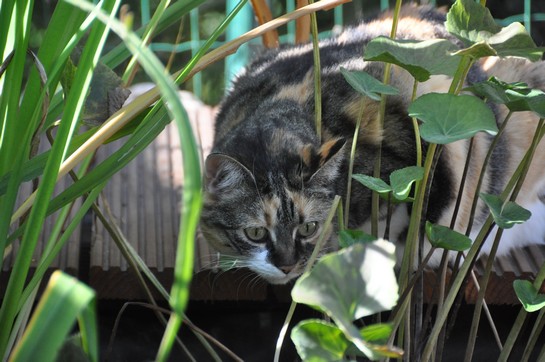 siwa18.8.12bild1